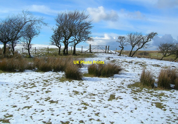 Photo 6"x4" Wind-Blown Trees Near Loch Meraddie Colmonell c2010