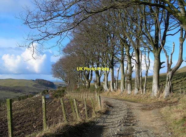 Photo 6"x4" Beech Trees by the Track Heronsford c2010