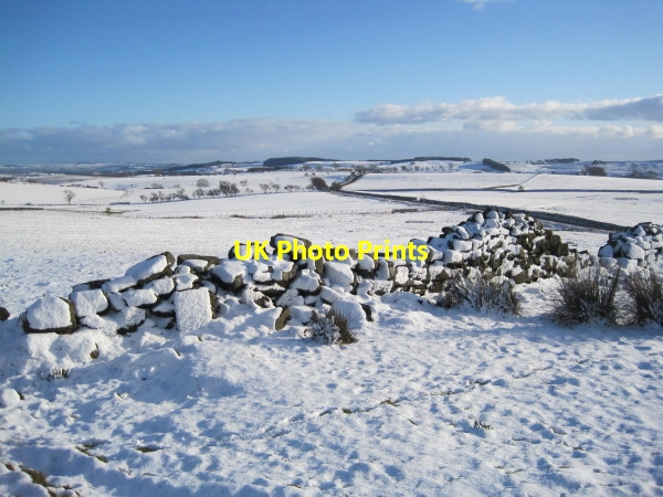 Photo 6"x4" Wark Common Wark\/NY8677 c2010