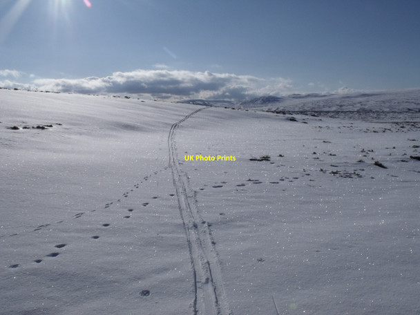 Photo 6"x4" Animal tracks on Carn a' Mhurraich Carn a' Mhurraich c2010