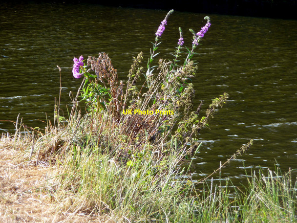 Photo 6"x4" Wild Flowers on River Bank, Pangbourne, Berkshire Pangbourne c2009