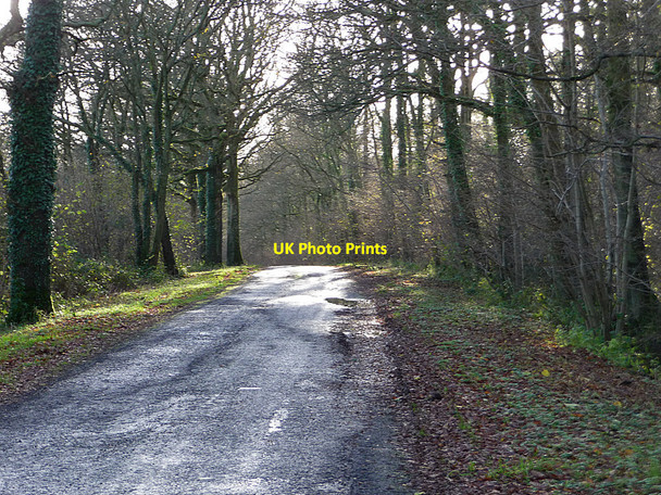 Photo 6"x4" Lane from Elsted Marsh to Treyford Dumpford c2009