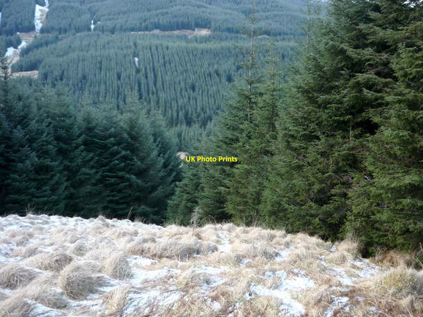 Photo 6"x4" Forest in Invernenty Glen Invernenty Burn c2010
