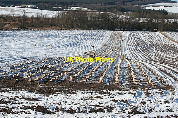 Photo 6"x4" Sheep and Neeps Fordyce c2010