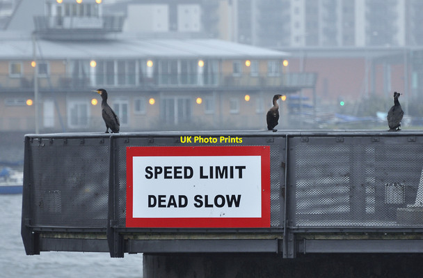Photo 6"x4" Traffic cormorants - Cardiff Bay Penarth\/ST1871 c2010