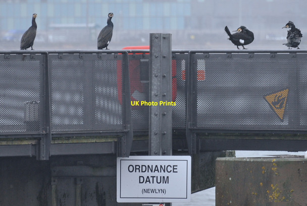 Photo 6"x4" Datum cormorants - Cardiff Bay Penarth\/ST1871 c2010