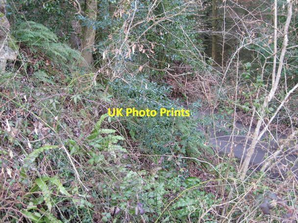 Photo 6"x4" Ferns above Staplehill Road Blackpool\/SX8174 c2010