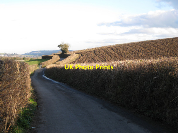 Photo 6"x4" Hedges east of Ashill Mile End\/SX8372 c2010
