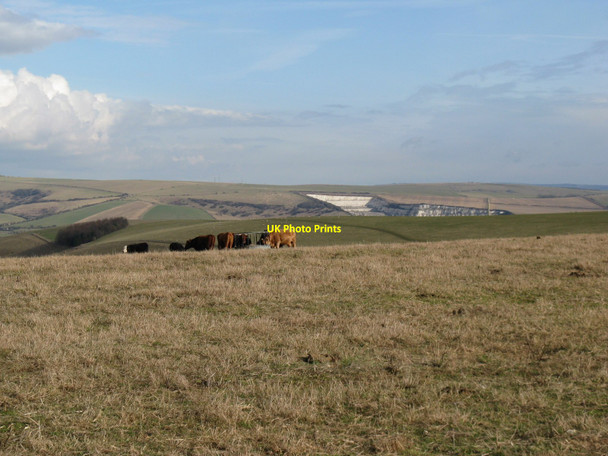 Photo 6"x4" Cattle grazing near Annington Hill Beggars Bush\/TQ1607 c2010