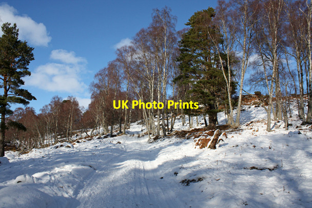Photo 6"x4" Track through Craigbui Wood Balavil\/NH7902 c2010