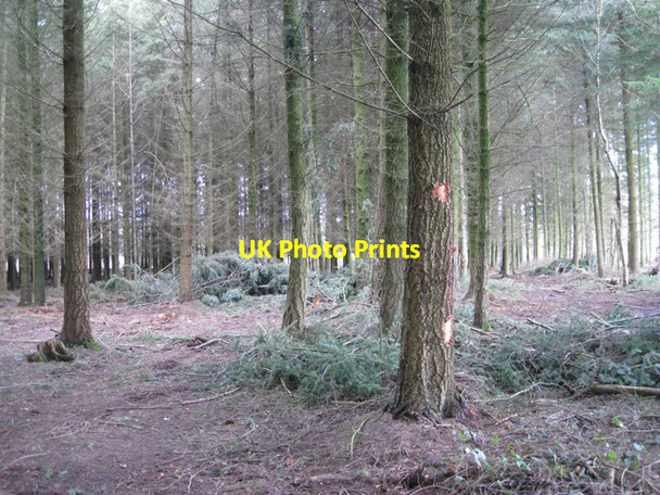 Photo 6"x4" Douglas Fir plantation Newton Abbot c2010