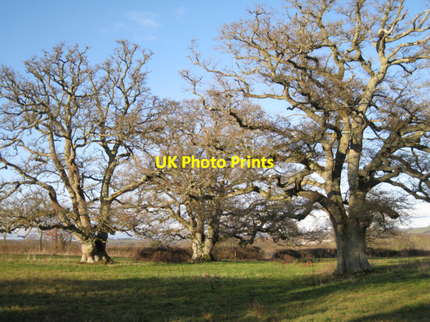 Photo 6"x4" Oaks near Teigngrace Preston\/SX8574 c2010