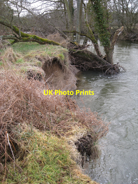 Photo 6"x4" Erosion toppling trees, east bank of the Teign Preston\/SX8574 c2010