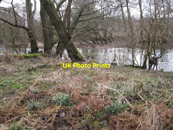 Photo 6"x4" Snowdrops, east bank of the Teign Heathfield\/SX8376 c2010