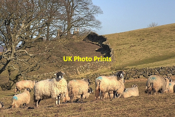 Photo 6"x4" Sheep Pasture, Near Botton Grove Westerdale\/NZ6605 c2010
