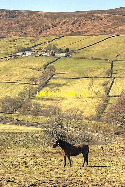 Photo 6"x4" Pasture Fields, Near Botton Grove Westerdale\/NZ6605 c2010