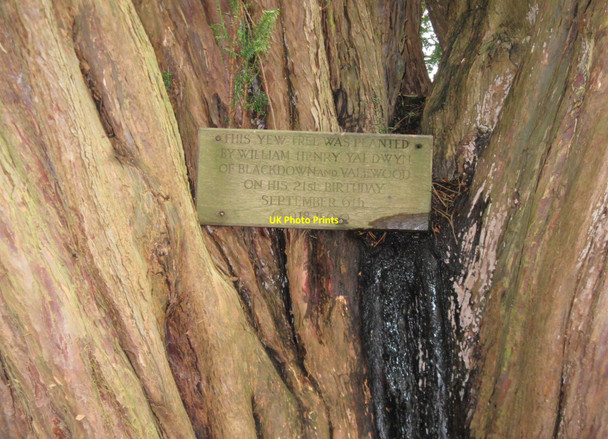 Photo 6"x4" Plaque on Yew tree in St Laurence churchyard Lurgashall c2010