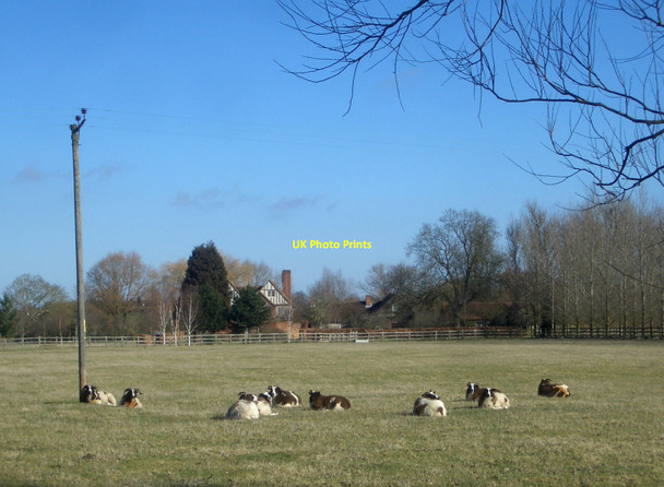 Photo 6"x4" Sheep at Upper Grange Newington\/SU6096 c2010