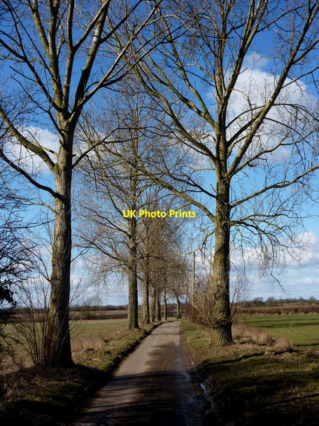 Photo 6"x4" Tree lined lane to Somersham Flowton c2010