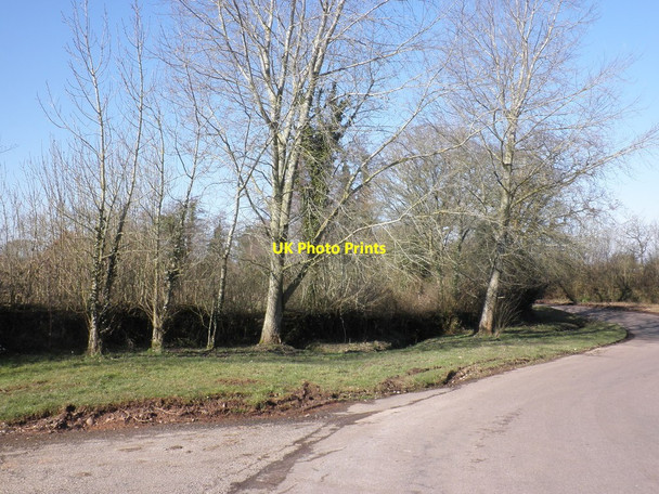 Photo 6"x4" Trees, on the verge, next to Beautiport Farm Aylesbeare c2010