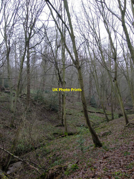 Photo 6"x4" Hornbeam woodland, Wormley Wood Brickendon c2010