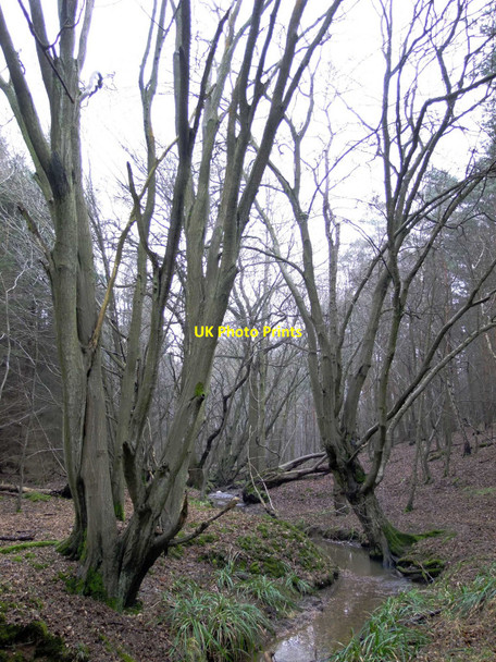 Photo 6"x4" Spital Brook, Cowheath Wood Brickendon c2010