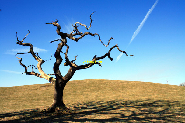 Photo 6"x4" Dead Tree Duncow c2010