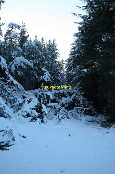 Photo 6"x4" Fallen trees in snow Inveruglass c2010