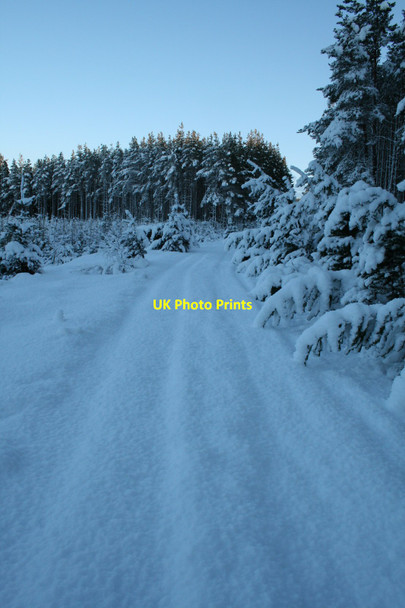 Photo 6"x4" Forest track in snow Drumguish\/NN7999 c2010