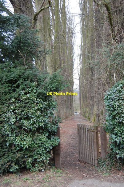 Photo 6"x4" Tree-lined Walkway, near Eastnor Church Eastnor c2010