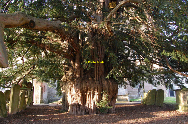 Photo 6"x4" Ancient Yew tree, Much Marcle Church Much Marcle c2010