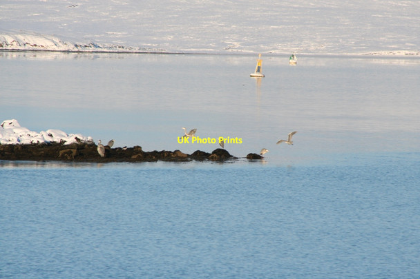 Photo 6"x4" Herons on the point at Sellaness Scatsta c2010