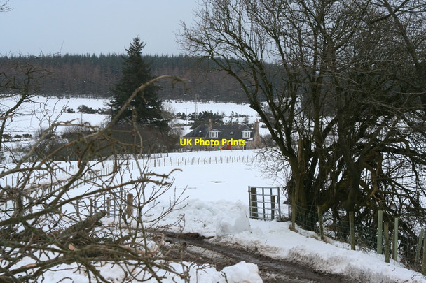 Photo 6"x4" Looking up through cherry tree field to Blackhills Clochan c2010