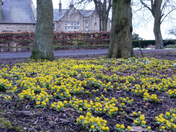 Photo 6"x4" Winter aconites (Eranthis hyemalis), Embleton Hall, Longframlington North End\/NU1301 c2010