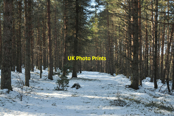 Photo 6"x4" Forest track near Abriachan Glaichbea c2010
