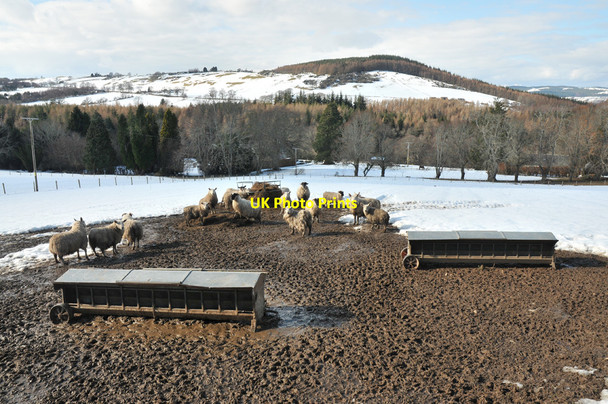 Photo 6"x4" Sheep in the snow at Rebeg Farm Newtonhill\/NH5743 c2010