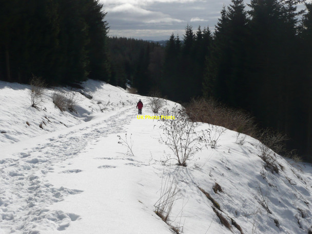 Photo 6"x4" Forest track Pitlochry c2010