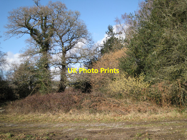 Photo 6"x4" Early spring colours, Heathfield Farm Chudleigh Knighton c2010