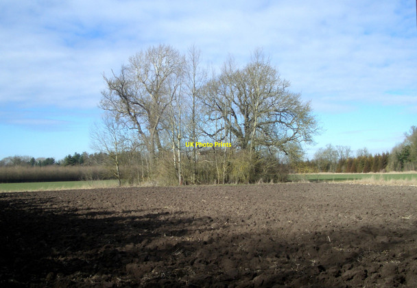 Photo 6"x4" A Spinney Wallingford c2010