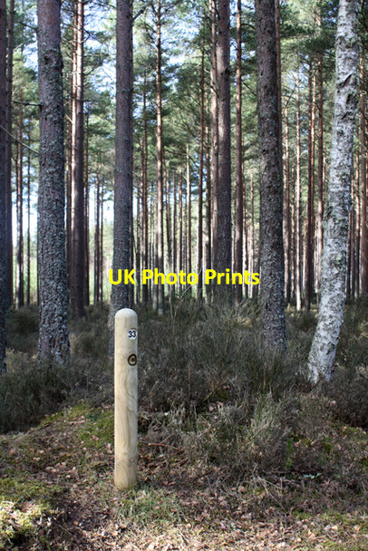 Photo 6"x4" Junction 33 marker post, Culbin Forest Cloddymoss c2010