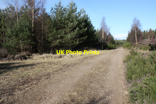 Photo 6"x4" Track junction in Culbin Forest Cloddymoss c2010
