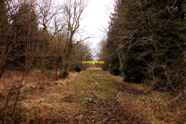 Photo 6"x4" Looking along a forest ride in Bernwood Forest Horton-cum-Studley c2010