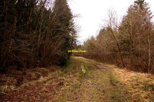 Photo 6"x4" Muddy forest ride in Bernwood Forest Horton-cum-Studley c2010