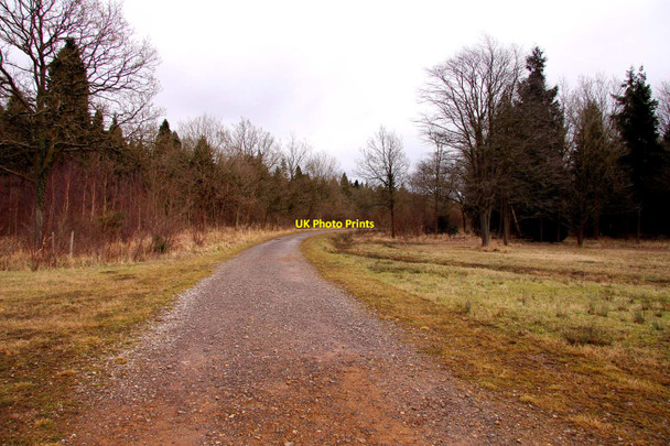 Photo 6"x4" The main forest ride in Bernwood Forest Horton-cum-Studley c2010