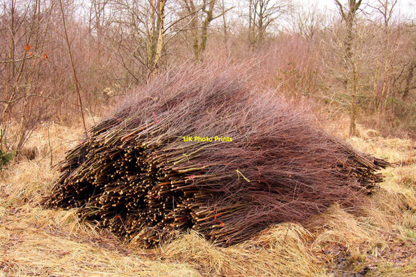 Photo 6"x4" Coppiced underwood in Bernwood Forest Horton-cum-Studley c2010