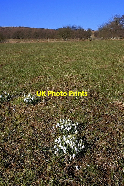 Photo 6"x4" Snowdrops, Danby Dale Ainthorpe c2010