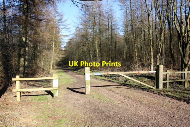 Photo 6"x4" Track through Yearsley Moor Yearsley c2010