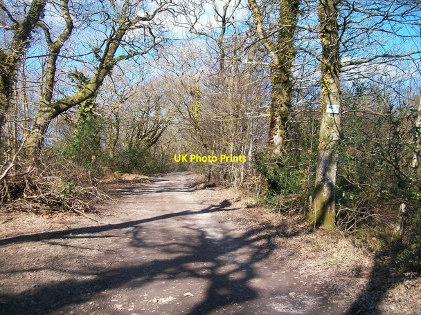Photo 6"x4" View north along Y Lon Goed Rhosgyll c2010