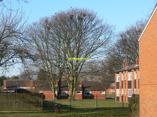 Photo 6"x4" Urban rookery Manor Park\/SK5733 c2010