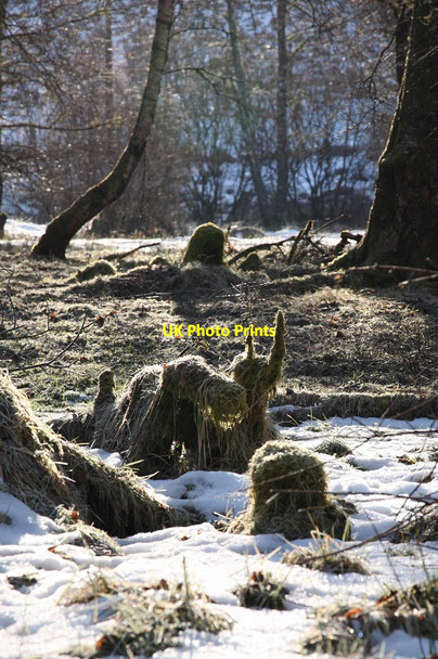 Photo 6"x4" Tree stumps in woodland Roybridge c2010